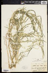 Muhlenbergia frondosa image