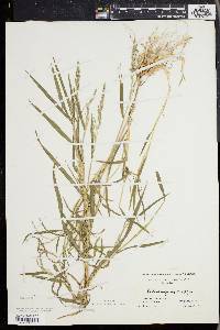 Muhlenbergia frondosa image