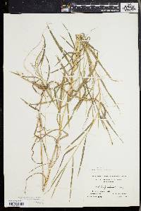 Muhlenbergia frondosa image