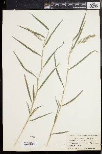 Muhlenbergia frondosa image