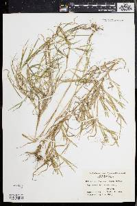 Muhlenbergia frondosa image