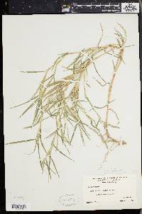 Muhlenbergia frondosa image