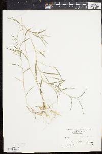 Muhlenbergia frondosa image