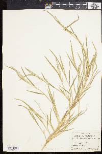 Muhlenbergia frondosa image