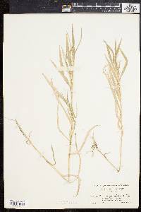 Muhlenbergia frondosa image