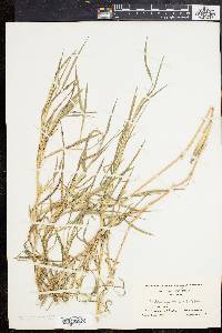 Muhlenbergia frondosa image