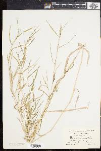 Muhlenbergia frondosa image