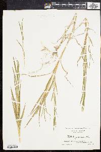 Muhlenbergia frondosa image