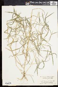 Muhlenbergia frondosa image