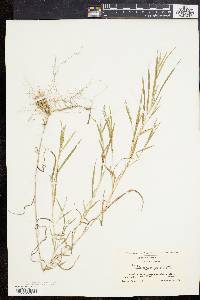 Muhlenbergia frondosa image