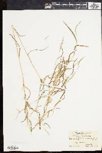 Muhlenbergia frondosa image