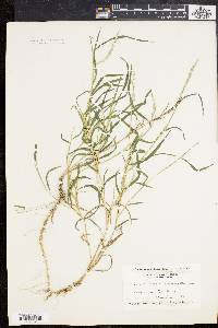 Muhlenbergia frondosa image