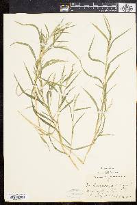 Muhlenbergia frondosa image