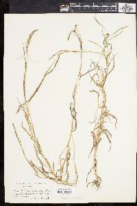 Muhlenbergia frondosa image