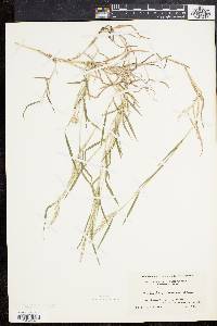 Muhlenbergia frondosa image