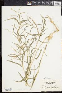 Muhlenbergia frondosa image