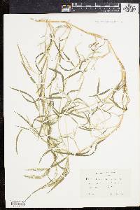 Muhlenbergia frondosa image