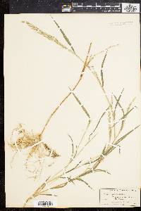 Muhlenbergia frondosa image