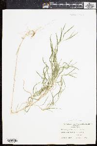 Muhlenbergia frondosa image