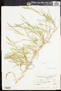 Muhlenbergia frondosa image