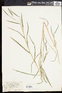 Muhlenbergia frondosa image