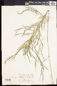 Muhlenbergia frondosa image