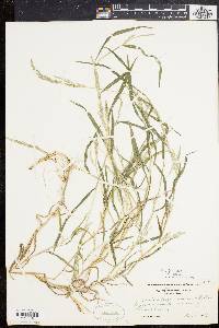 Muhlenbergia frondosa image