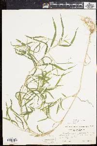 Muhlenbergia frondosa image