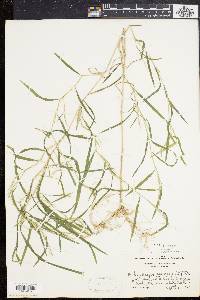 Muhlenbergia frondosa image