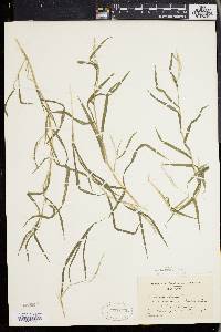 Muhlenbergia frondosa image