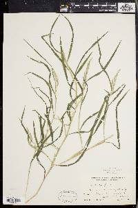 Muhlenbergia frondosa image