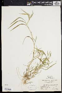 Muhlenbergia frondosa image