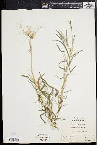 Muhlenbergia frondosa image