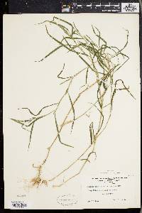 Muhlenbergia frondosa image