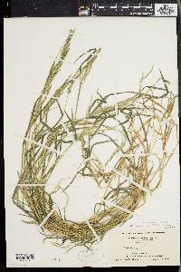 Muhlenbergia frondosa image