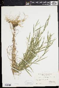 Muhlenbergia frondosa image