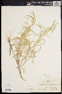 Muhlenbergia frondosa image