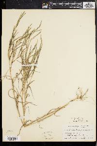 Muhlenbergia frondosa image