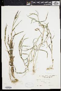 Muhlenbergia frondosa image