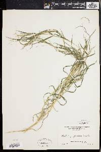 Muhlenbergia frondosa image