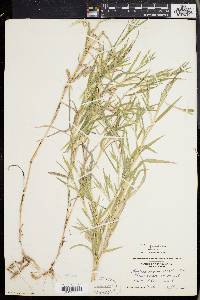 Muhlenbergia frondosa image