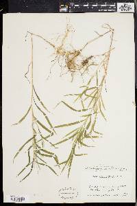 Muhlenbergia frondosa image