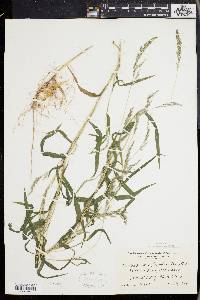 Muhlenbergia frondosa image