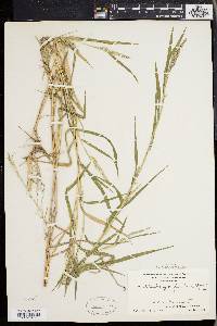 Muhlenbergia frondosa image