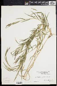 Muhlenbergia frondosa image