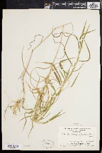 Muhlenbergia frondosa image