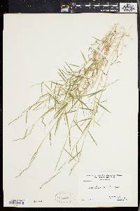 Muhlenbergia frondosa image