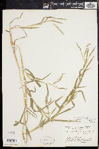 Muhlenbergia frondosa image