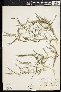 Muhlenbergia frondosa image