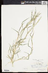 Muhlenbergia frondosa image